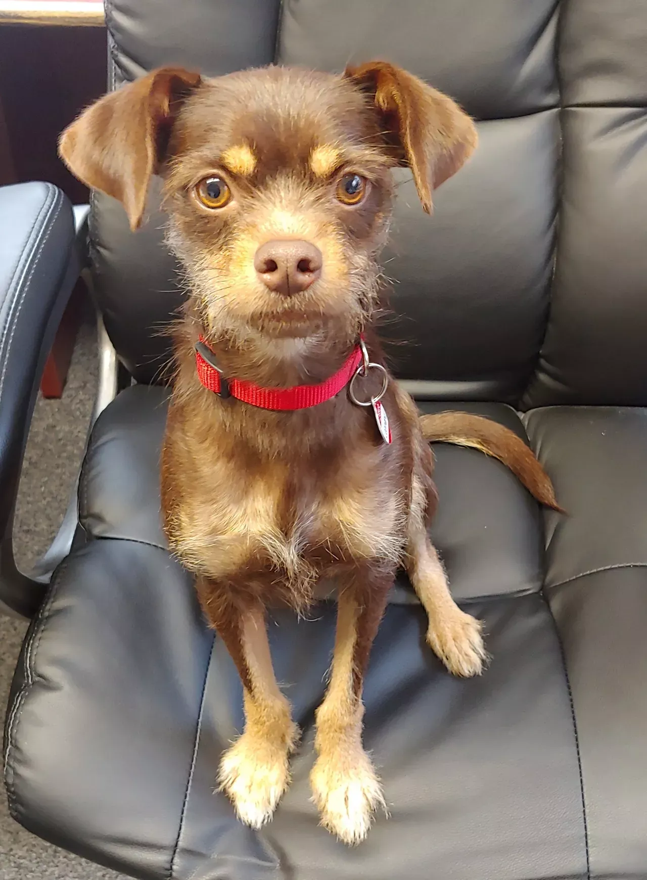 Leonard is Alicia's unidentifiable mixed breed rescue dog